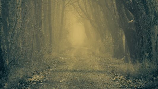 Jplenio forest 3818470