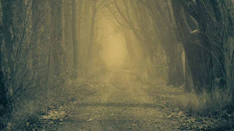 Jplenio forest 3818470
