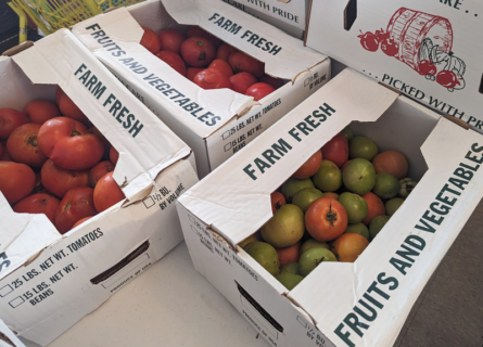 Tomatoes