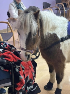 RWSV Therapy horse march 13