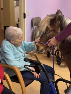 RWSV Therapy horse march 19