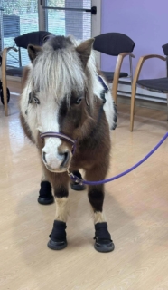 RWSV Therapy horse march 5