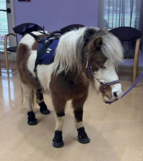 RWSV Therapy horse march 8